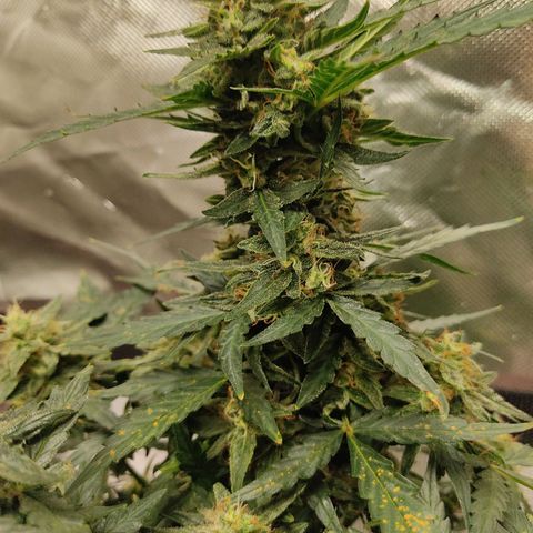 AK48 Auto growlog timeline photo