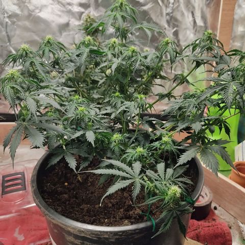 OG Kush Auto.  growlog timeline photo