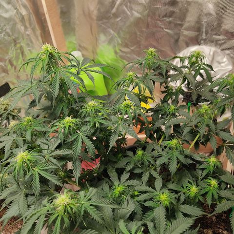 OG Kush Auto.  growlog timeline photo