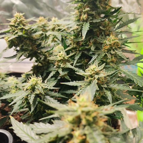 AK48 Auto growlog timeline photo