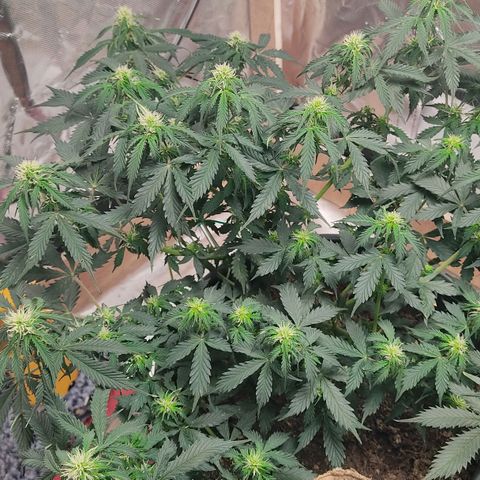 OG Kush Auto.  growlog timeline photo
