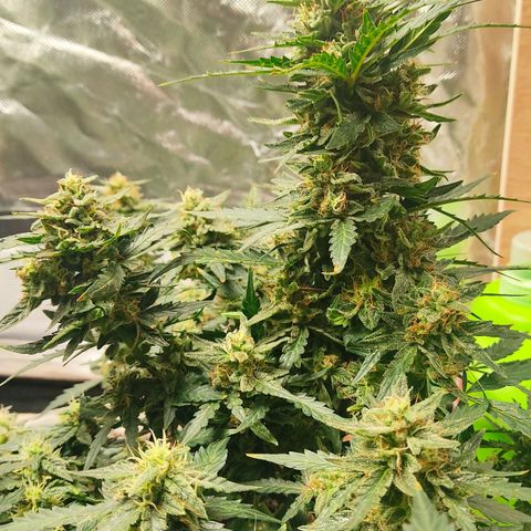 AK48 Auto growlog timeline photo