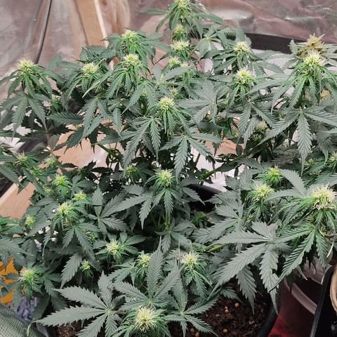 OG Kush Auto.  growlog timeline photo