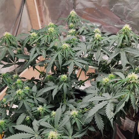OG Kush Auto.  growlog timeline photo