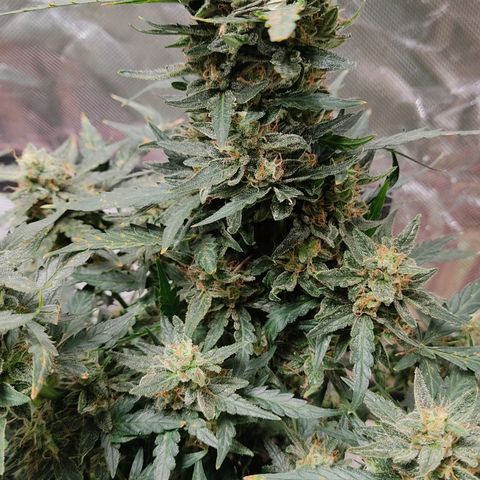 AK48 Auto growlog timeline photo