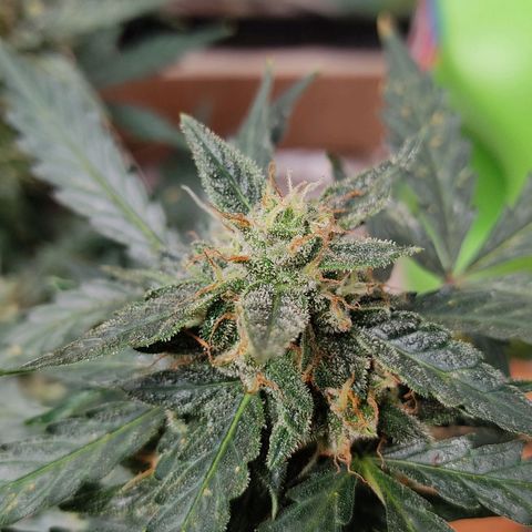 AK48 Auto growlog timeline photo