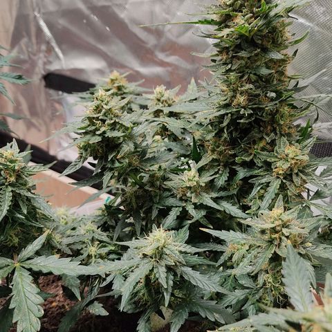 AK48 Auto growlog timeline photo