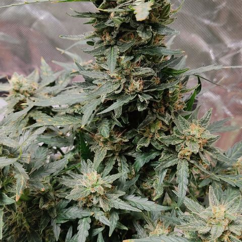 AK48 Auto growlog timeline photo