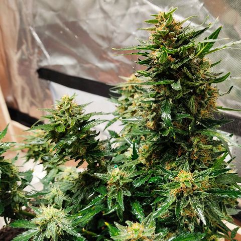 AK48 Auto growlog timeline photo