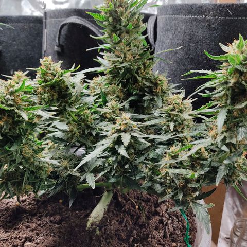 AK48 Auto growlog timeline photo