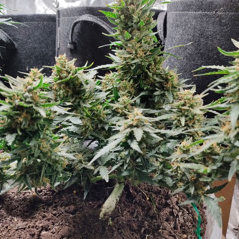 AK48 Auto growlog timeline photo