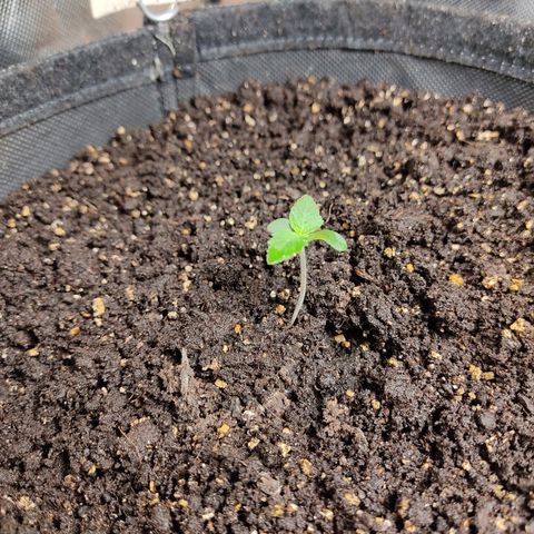 Original Glue Auto Nirvana seeds growlog timeline photo