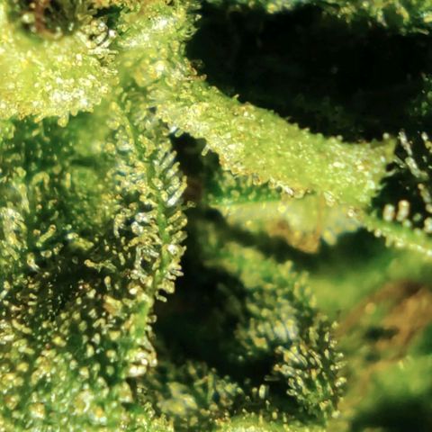 AK48 Auto growlog timeline photo