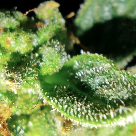 AK48 Auto growlog timeline photo