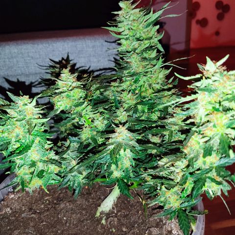 AK48 Auto growlog timeline photo