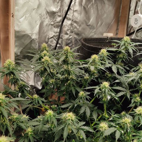 OG Kush Auto.  growlog timeline photo