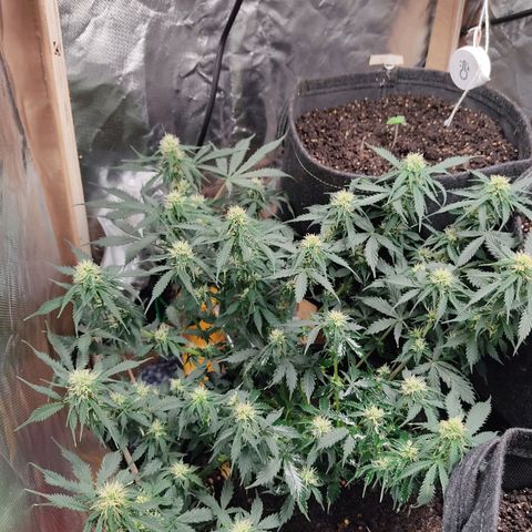 OG Kush Auto.  growlog timeline photo