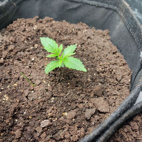 OG Kush Auto.  growlog timeline photo