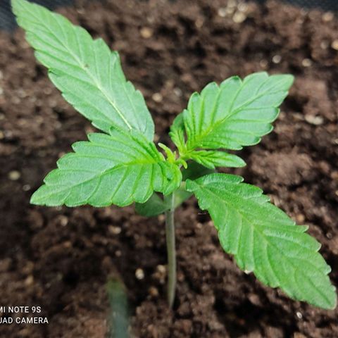 Original Glue Auto Nirvana seeds growlog timeline photo