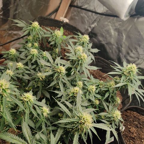 OG Kush Auto.  growlog timeline photo