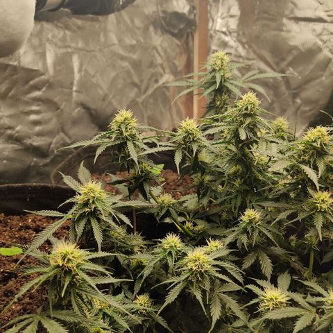 OG Kush Auto.  growlog timeline photo