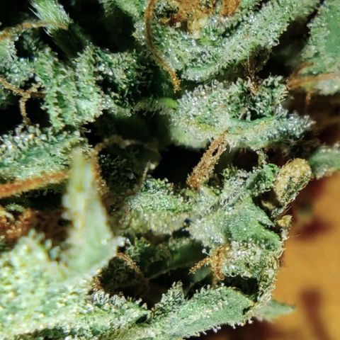 AK48 Auto growlog timeline photo
