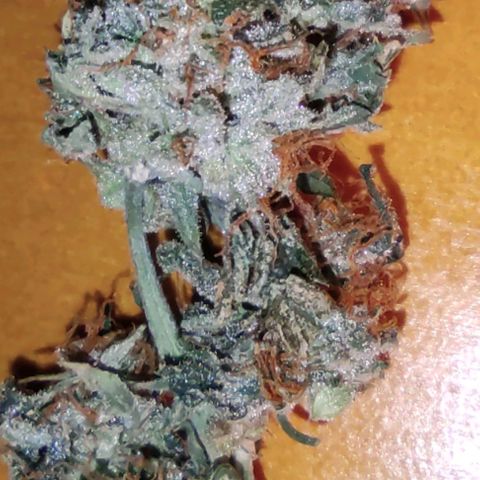 AK48 Auto growlog timeline photo