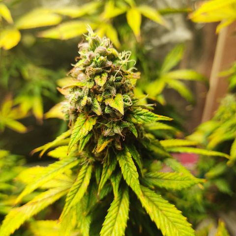 Original Glue Auto Nirvana seeds growlog timeline photo