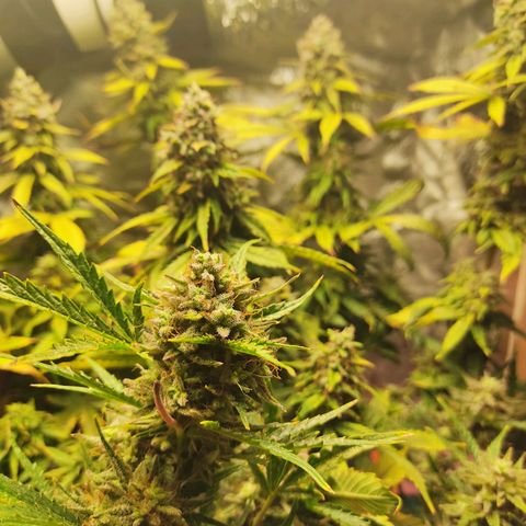 Original Glue Auto Nirvana seeds growlog timeline photo