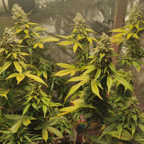 Original Glue Auto Nirvana seeds growlog timeline photo