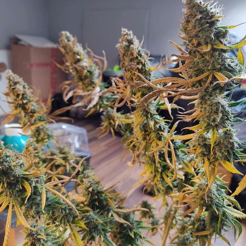 Original Glue Auto Nirvana seeds growlog timeline photo