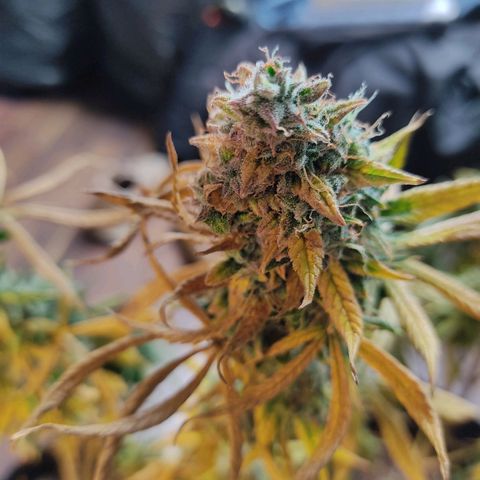 Original Glue Auto Nirvana seeds growlog timeline photo