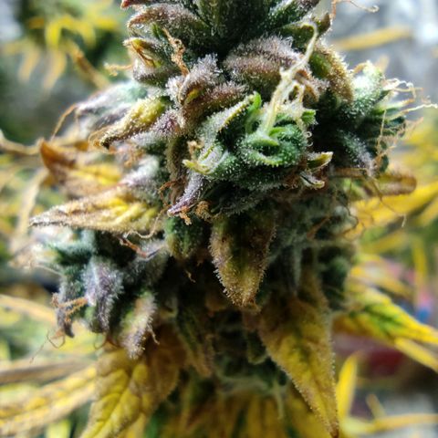 Original Glue Auto Nirvana seeds growlog timeline photo