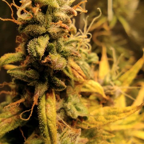 Original Glue Auto Nirvana seeds growlog timeline photo