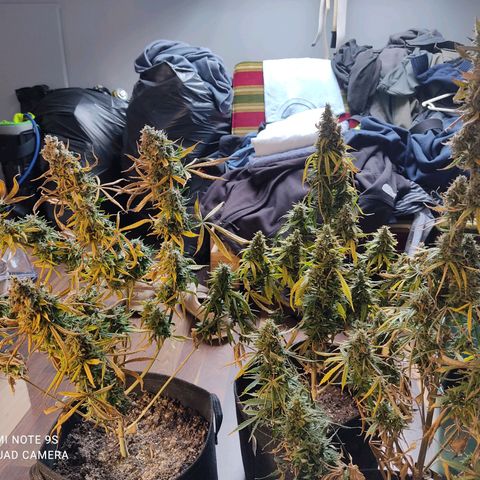 Original Glue Auto Nirvana seeds growlog timeline photo