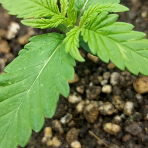 Ellie Marquito growlog timeline photo
