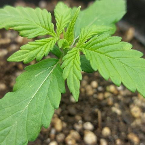 Abby growlog timeline photo