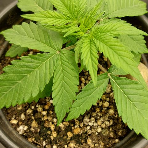 Ellie Marquito growlog timeline photo
