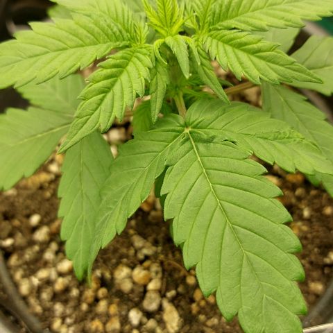 Abby growlog timeline photo