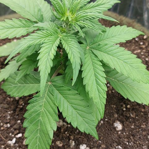 Ellie Marquito growlog timeline photo