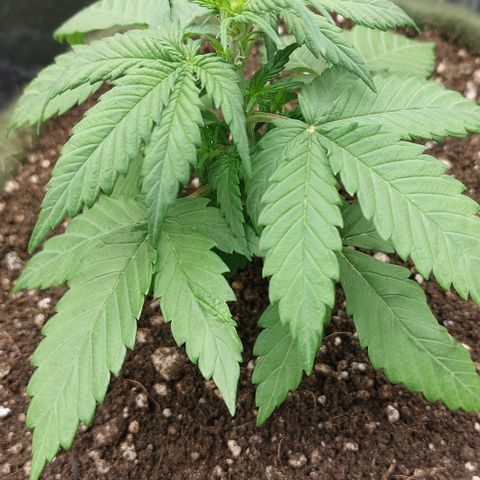 Abby growlog timeline photo