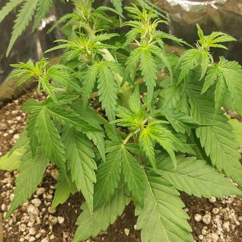 Ellie Marquito growlog timeline photo