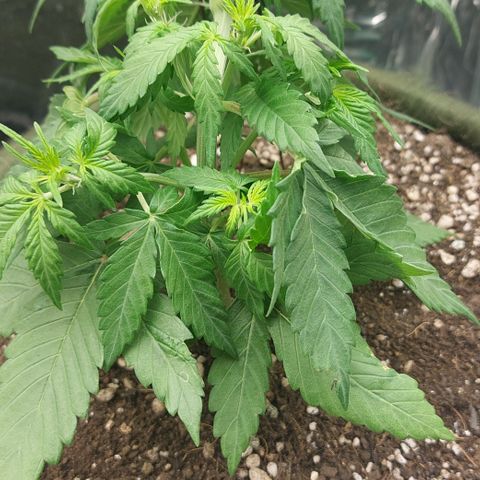Abby growlog timeline photo