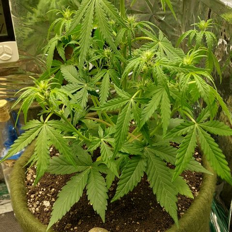 Ellie Marquito growlog timeline photo