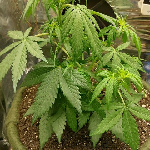 Abby growlog timeline photo
