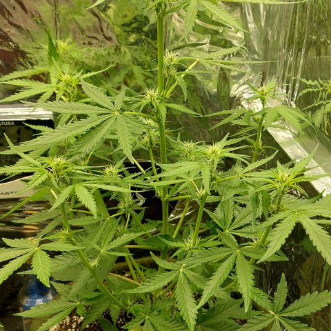 Abby growlog timeline photo