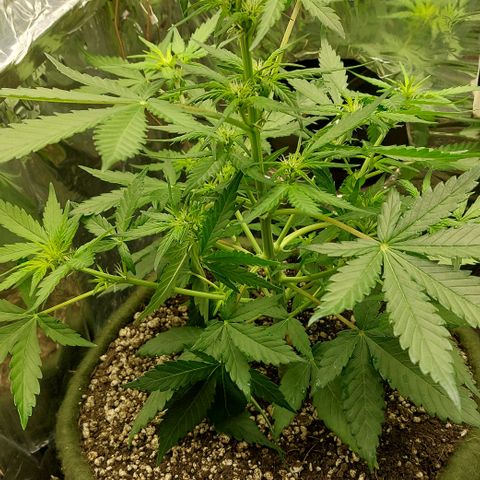 Ellie Marquito growlog timeline photo