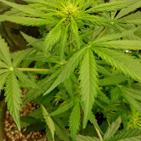 Ellie Marquito growlog timeline photo