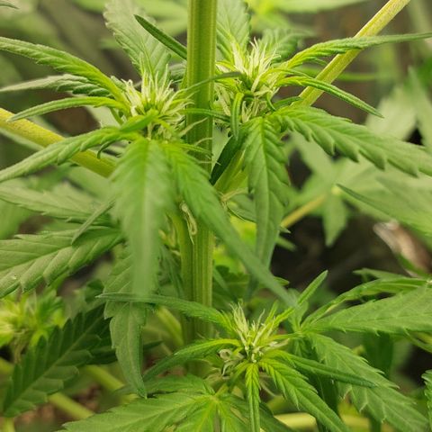 Ellie Marquito growlog timeline photo