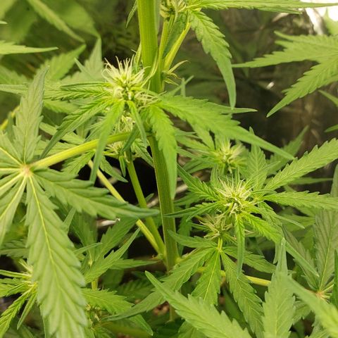 Abby growlog timeline photo